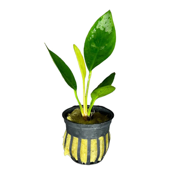 Anubias Congensis potted in black and yellow striped pot with water droplets