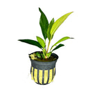 Anubias Frazeri potted in black and yellow striped fabric pot with green leaves