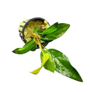 Anubias Frazeri potted in black pot with green ficus and yellow soil