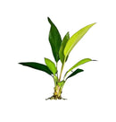 Anubias frazeri vibrant green aquatic plant with broad glossy leaves and sturdy stem base for live aquarium aquascape