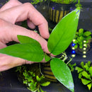 Anubias frazeri live aquarium plant with vibrant green glossy leaves and delicate root tendrils for aquascape