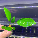 Anubias Hastifolia green aquatic plant with broad leaves and roots for aquariums
