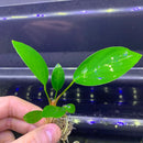 Anubias Hastifolia green aquatic plant with broad leaves and roots for aquariums