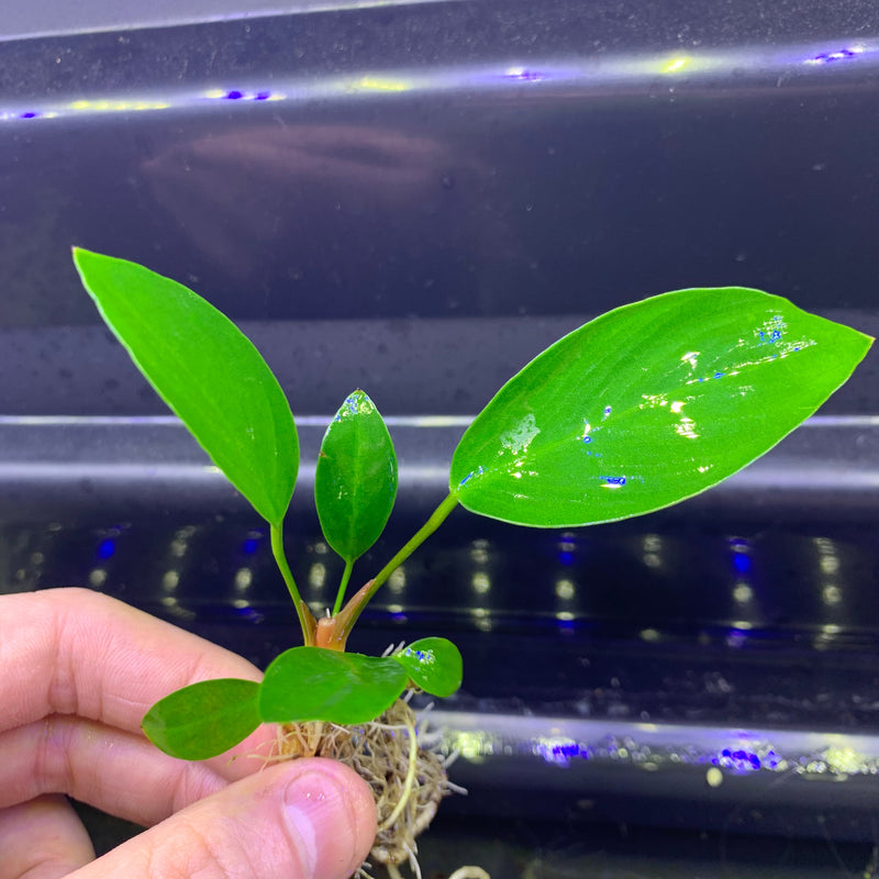 Anubias Hastifolia - AquaticMotiv