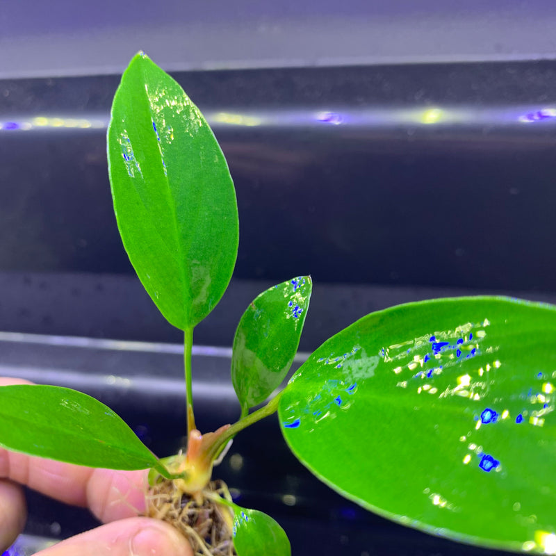 Anubias Hastifolia - AquaticMotiv