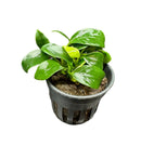 Black hydroponic pot with Anubias Nana Bonsai green leafy plant