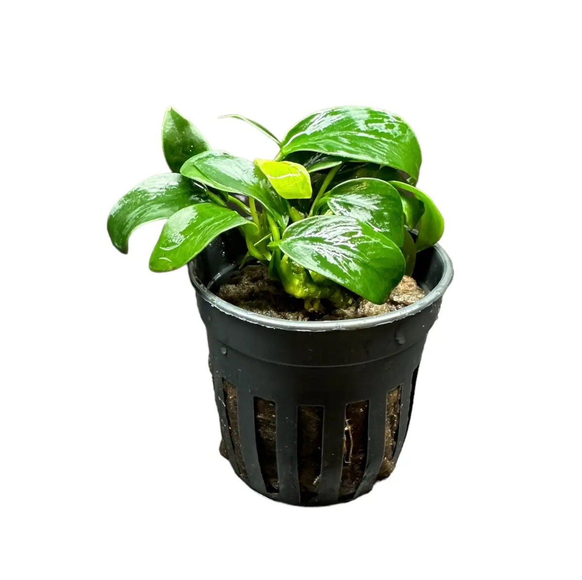 Anubias Nana Bonsai Potted Compact Foreground Plant
