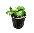 Anubias Nana Bonsai in black pot for hydroponic gardening