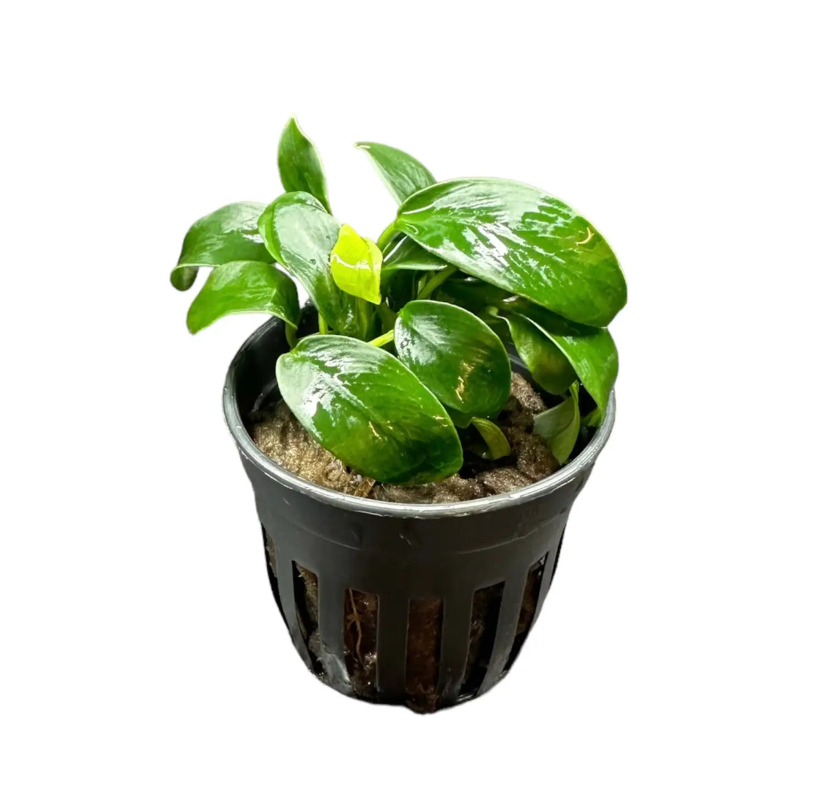 Anubias Nana Bonsai Potted Compact Foreground Plant