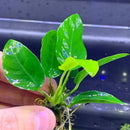 Hand holding Anubias Nana dwarf aquatic plant with green leaves and yellow accents