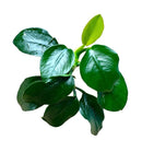 Green leafy Dwarf Anubias Nana plant with glossy leaves and sturdy stem