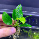 Hand holding green Anubias Nana with white veins against aquarium