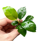 Green leafy Anubias Nana plant with glossy leaves and slender stem