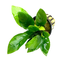 Green leafy Dwarf Anubias Nana plant in black striped pot