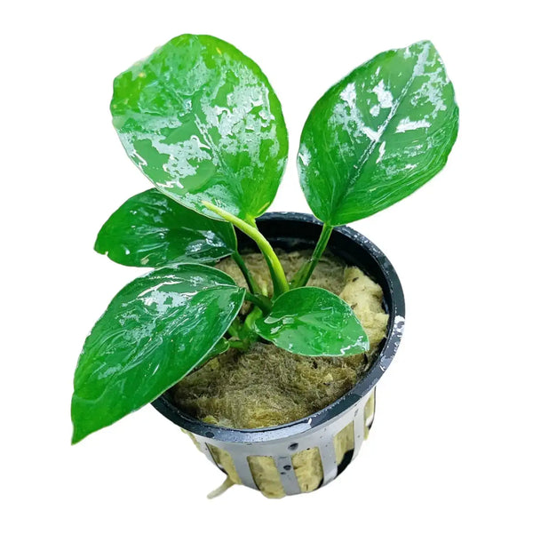 Green Pothos in Black Pot with Cork Accents