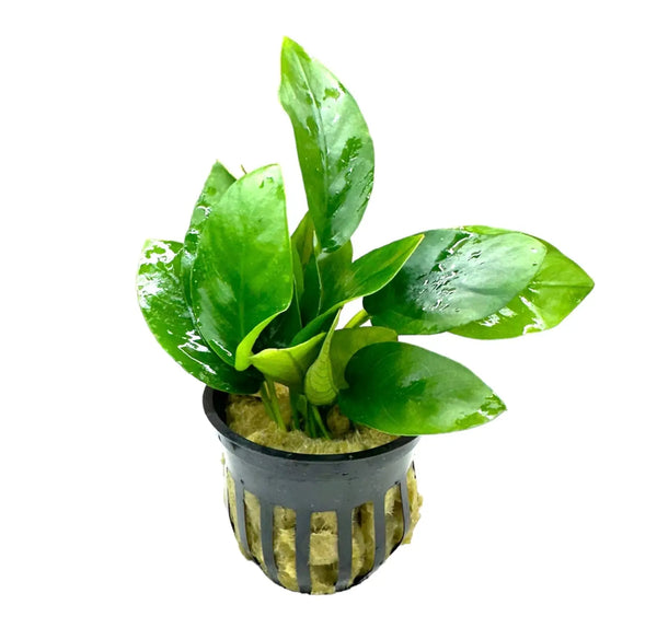 Green Anubias Nana potted in black pot with gold drainage holes
