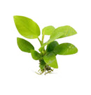 Anubias Nana golden coin bare root aquatic plant with vibrant green broad glossy leaves and delicate roots