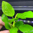 Anubias Nana Golden Coin vibrant green aquatic plant with glossy heart-shaped leaves for aquascape tanks