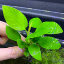 Anubias Nana Golden Coin vibrant green aquatic plant with glossy rounded leaves for live aquarium aquascape