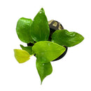 Anubias Nana Golden Coin potted in black pot with gold accents