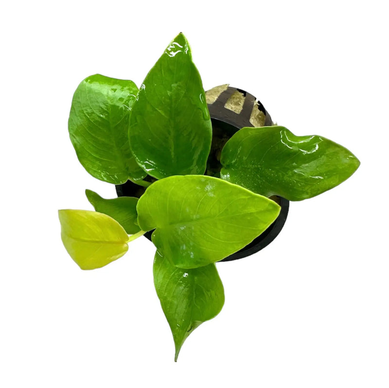 gold potted plant Anubias Nana Golden Coin Potted Bright Round Leaves