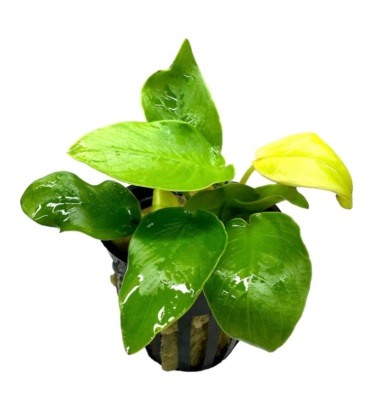 Anubias Nana Golden Coin Potted Bright Round Leaves