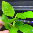 Anubias Nana Golden Coin potted green aquatic plant with glossy leaves