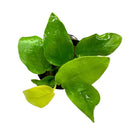 Green pothos in black pot, Anubias Nana Golden Coin potted plant