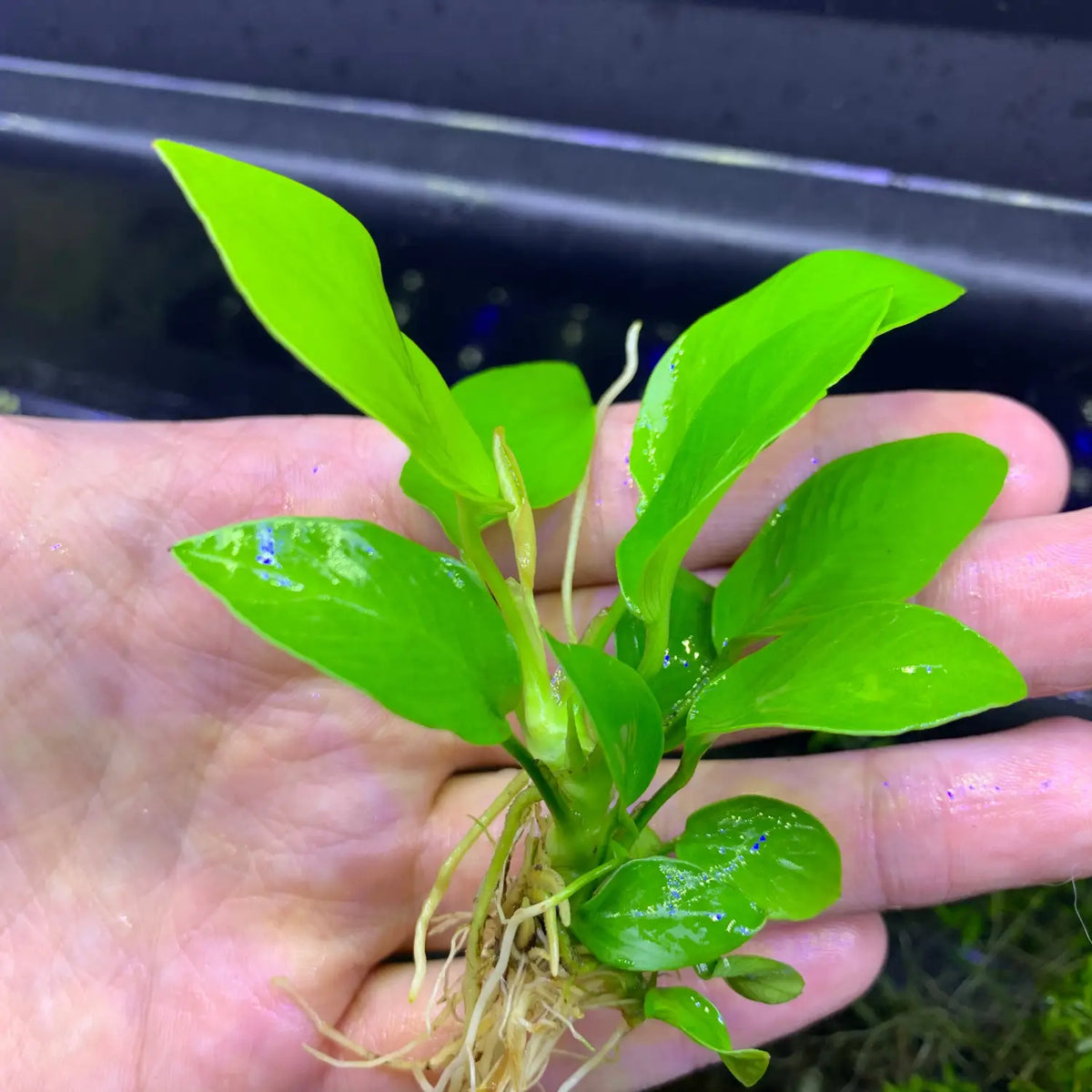 anubias aquarium plant Anubias Nana Golden Coin Potted Bright Round Leaves