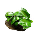 Anubias Nana Petite on Driftwood - AquaticMotiv