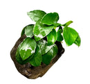 Anubias Nana Petite green leafy plant on driftwood in dark soil