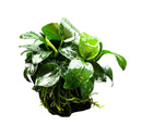 Anubias Nana Petite green leafy aquatic plant on rock in black pot