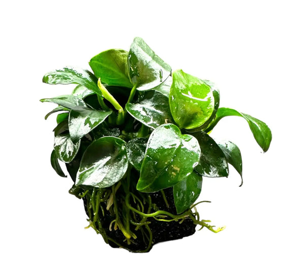 Anubias Nana Petite green leafy aquatic plant on rock in black pot