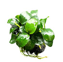 Anubias Nana Petite green leafy aquatic plant in black soil pot