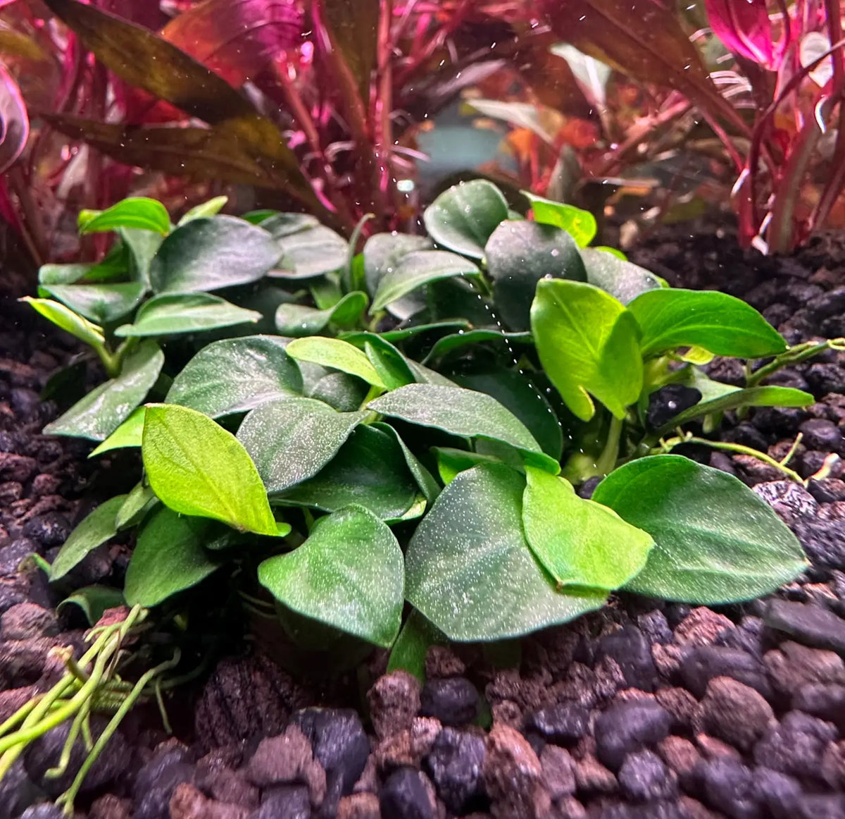 Anubias Nana Petite Tiny Rhizome for Nano Aquascapes | Aquatic Motiv
