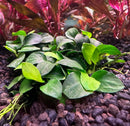 Anubias Nana Petite plant with green heart leaf, red stems on black pebbles