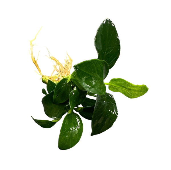 Anubias Nana Petite - [AquaticMotiv]
