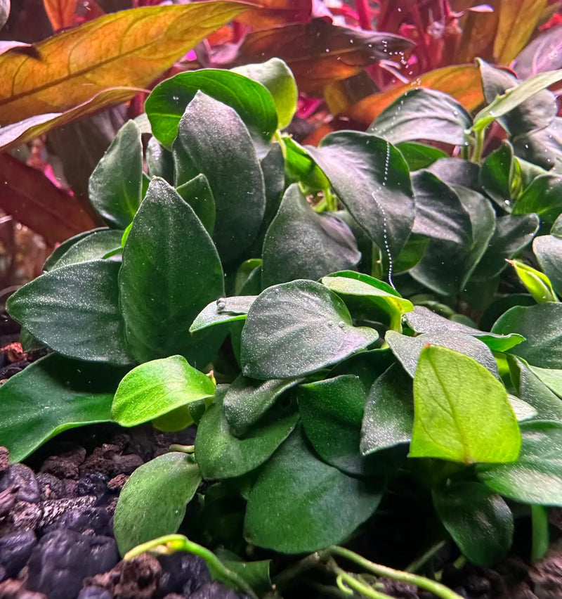 anubias nana plant Anubias Nana Petite Tiny Rhizome for Nano Aquascapes