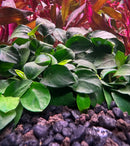 Anubias Nana Petite: green leafy aquatic plant with purple rocks, red foliage background