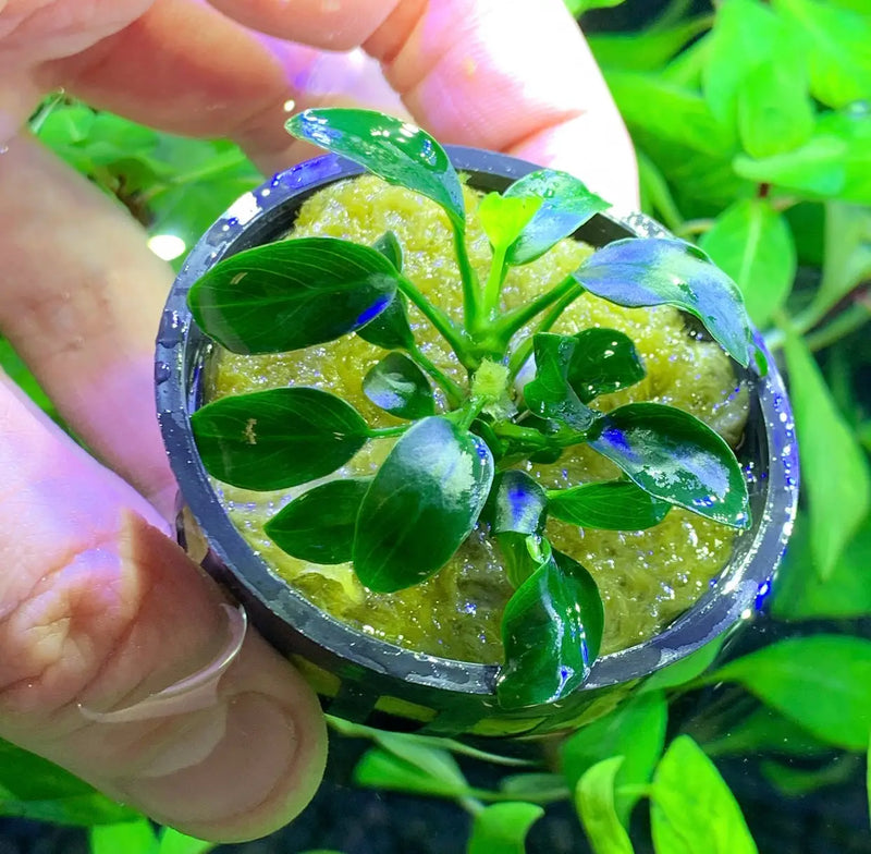 Anubias Nana Petite Potted Easy Low Light Plant