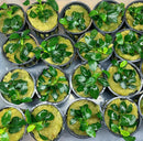 Anubias Nana Petite potted green leafy plant in black pot with soil