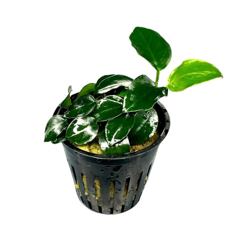 nana plant pot Anubias Nana Petite Potted Easy Low Light Plant