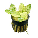 Anubias Nana Pinto green yellow variegated leaf plant in black pot