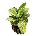 Green and white variegated Aglaonema in black pot with drainage