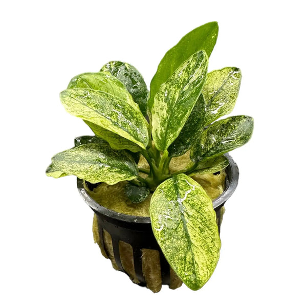 anubias minima variegata Anubias Nana Pinto