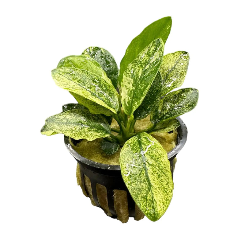 aglaonema in aquarium Anubias Nana Pinto Variegated White and Green Leaves