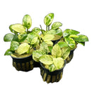 Anubias Nana Pinto green yellow marbled pothos in black ribbed pot