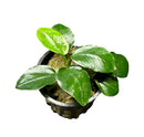 Green and white variegated pothos in black pot with drainage holes