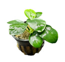 Anubias Nana Thick Leaf - AquaticMotiv