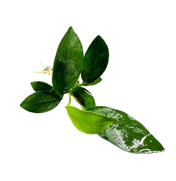 Anubias Nancon green leafy sprig with water droplets